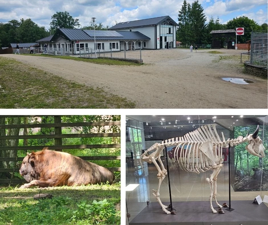 Kompleks budynków o funkcji publicznej na tle zieleni, leżący lew w wybiegu ogrodzonym kratą oraz ekspozycja szkieletu dużego ssaka w gablocie muzealnej.