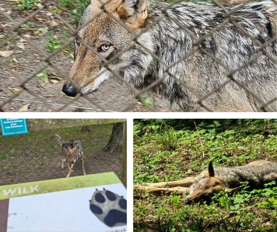 Trzy ujęcia wilka znajdującego się w zamkniętym wybiegu, z czego jedno pokazuje zwierzę odpoczywające na trawie, a drugie spojrzenie wilka zza ogrodzenia; na trzecim planie widoczna jest tablica informacyjna z łapą i napisem 'wilk'.