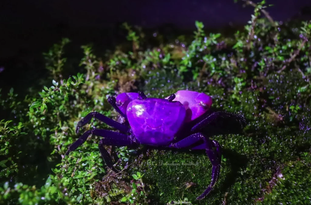 Fioletowy "krab księżniczki" z Tajlandii Fioletowy "krab księżniczki" z Tajlandii