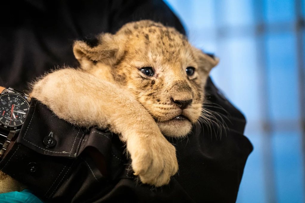 W duńskim zoo przebywa wiele gatunków drapieżników Młode lwiątko trzymane delikatnie na rękach osoby ubrane w ciemną odzież, na tle rozmytego jasnego tła; lwiątko patrzy z zaciekawieniem, jego łapa zwisa swobodnie.