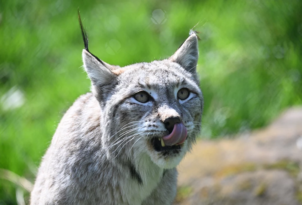 Duński ogród zoologiczny wystosował dość niecodzienną prośbę do mieszkańców Duński ogród zoologiczny wystosował dość niecodzienną prośbę do mieszkańców