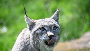 Świnka morska dla rysia. Zoo apeluje o przynoszenie zwierząt do zjedzenia