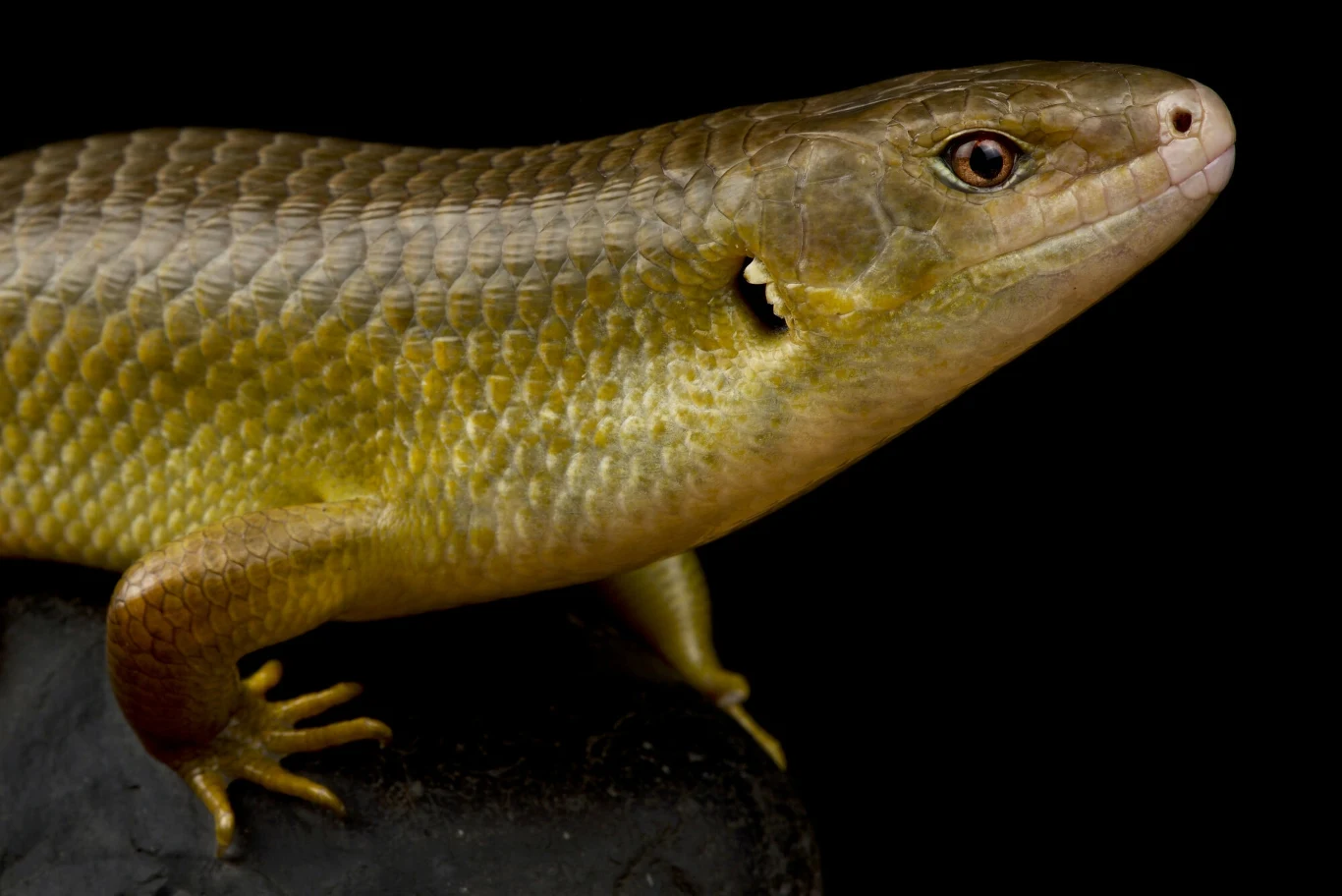 Scynk z gatunku Bellatorias frerei jest odporny na jad węży Duża jaszczurka o oliwkowozielonym umaszczeniu, z dobrze widocznymi, gładkimi łuskami oraz charakterystycznym otworem usznym, ustawiona na ciemnym tle.
