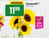 Słoneczniki