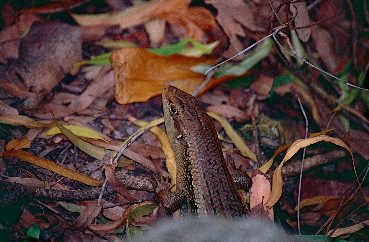 Scynk Bellatorias frerei sfotografowany w ściółce w Queensland w Australii Jaszczurka o brązowej łusce częściowo schowana wśród suchych liści i gałęzi leżących na leśnej ściółce