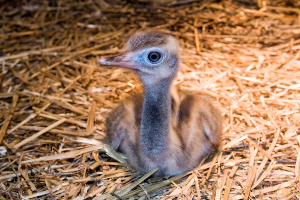Pisklęta nandu są zdane na opiekę ojca.. Matka się nimi nie zajmuje Młody struś siedzi na słomie, patrzy szeroko otwartymi oczami, ma puszyste, jasnobrązowe upierzenie i długi dziób.