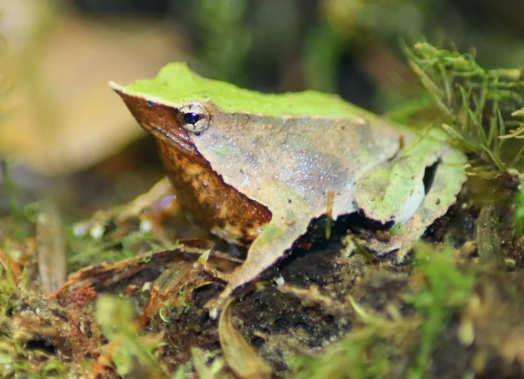 Gardłoród Darwina z pierwotnych lasów Argentyny Żaba maskująca się na tle wilgotnego, zielonego podłoża leśnego, jej ciało doskonale imituje liść, co pomaga jej ukryć się przed drapieżnikami.