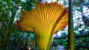 Zakwitł najbardziej cuchnący kwiat świata. Można go uprawiać w doniczce?