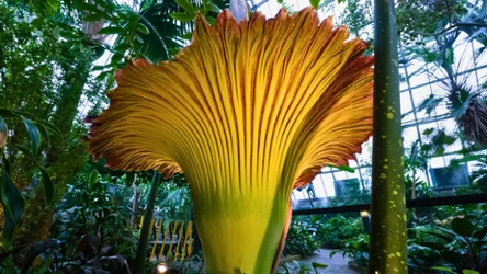 Dziwidło olbrzymie przyciąga nie tylko miłośników przyrody 