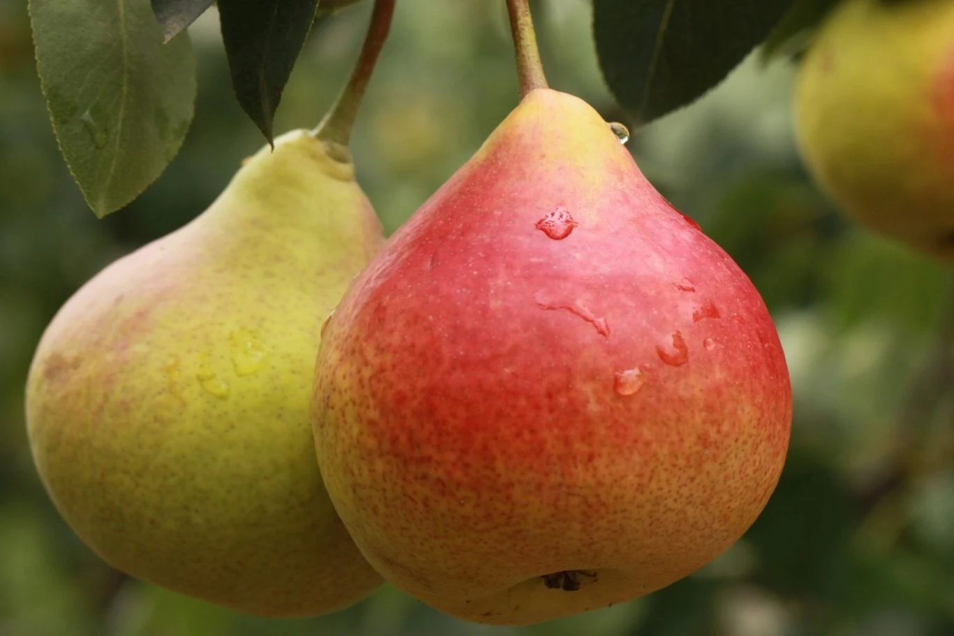 Klapsa Faworytka uchodzi za jedną z najładniejszych odmian gruszek