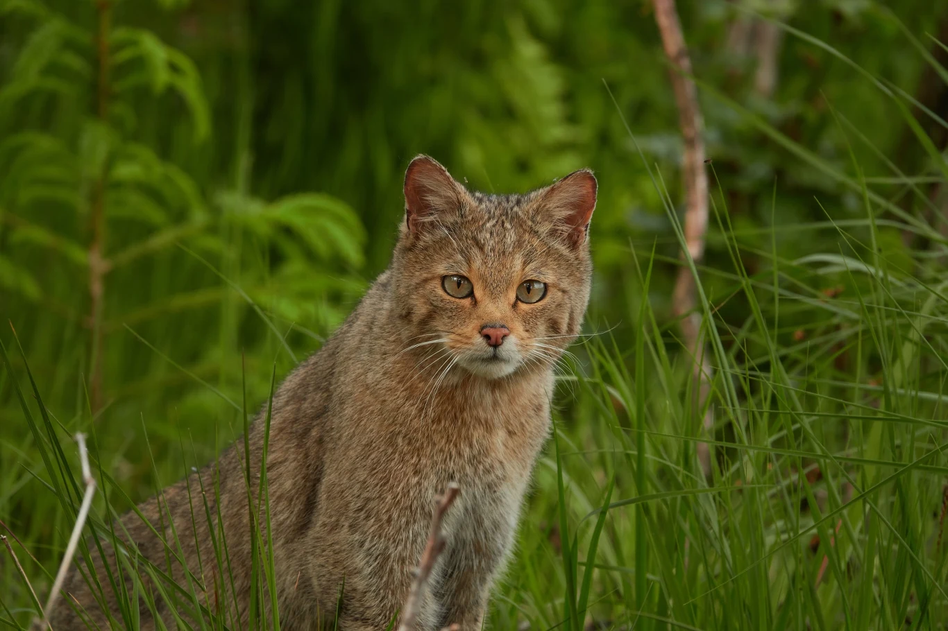 Żbik jest łudząco podobny do domowego kota Żbik jest łudząco podobny do domowego kota