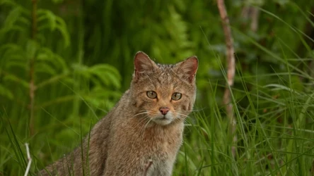 Żbik jest łudząco podobny do domowego kota