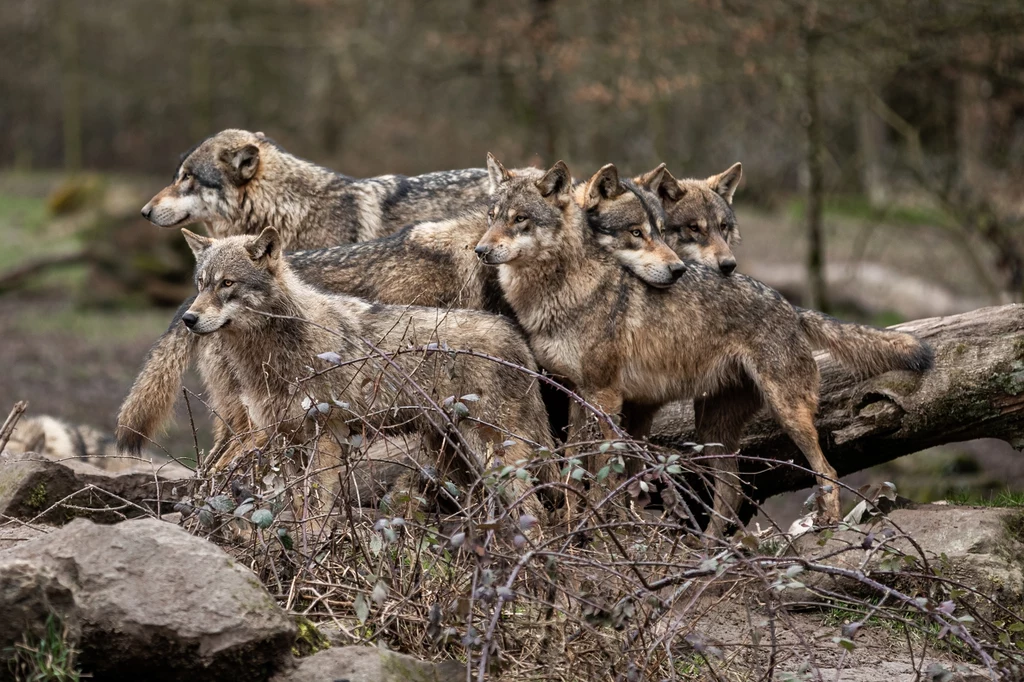 Wilki reagują na zmiany zachodzące w środowisku Grupa wilków stojących blisko siebie w lesie, na tle powalonych drzew i kamieni, tworzących naturalne środowisko.