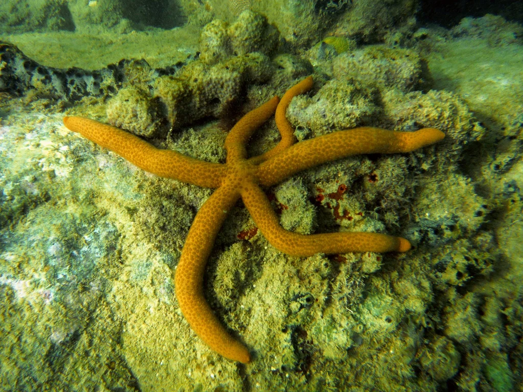 Rozgwiazdy żyją na dnie mórz i oceanów, pod skałami i na rafach koralowych Pomarańczowa rozgwiazda o długich ramionach leży na kamienistym, porośniętym algami morskim dnie wśród innych organizmów podwodnych.