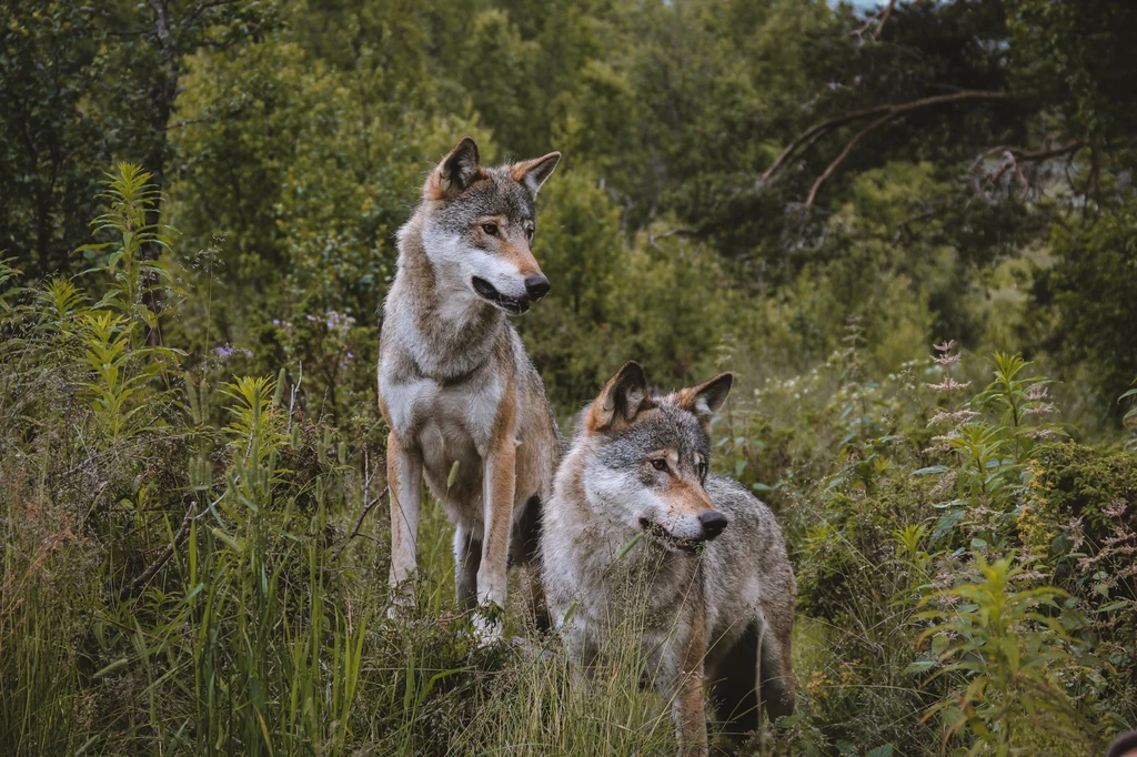 Zachowanie wilków w parku Yellowstone mocno zaintrygowało naukowców Dwa wilki stojące w gęstej, zielonej roślinności leśnej, oba zwierzęta są czujne, patrzą w różnych kierunkach, wokół rośnie wysoka trawa i krzewy.