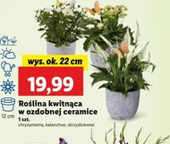 Roślina doniczkowa Ok.