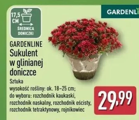 Sukulent Gardenline