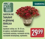 Sukulent Gardenline
