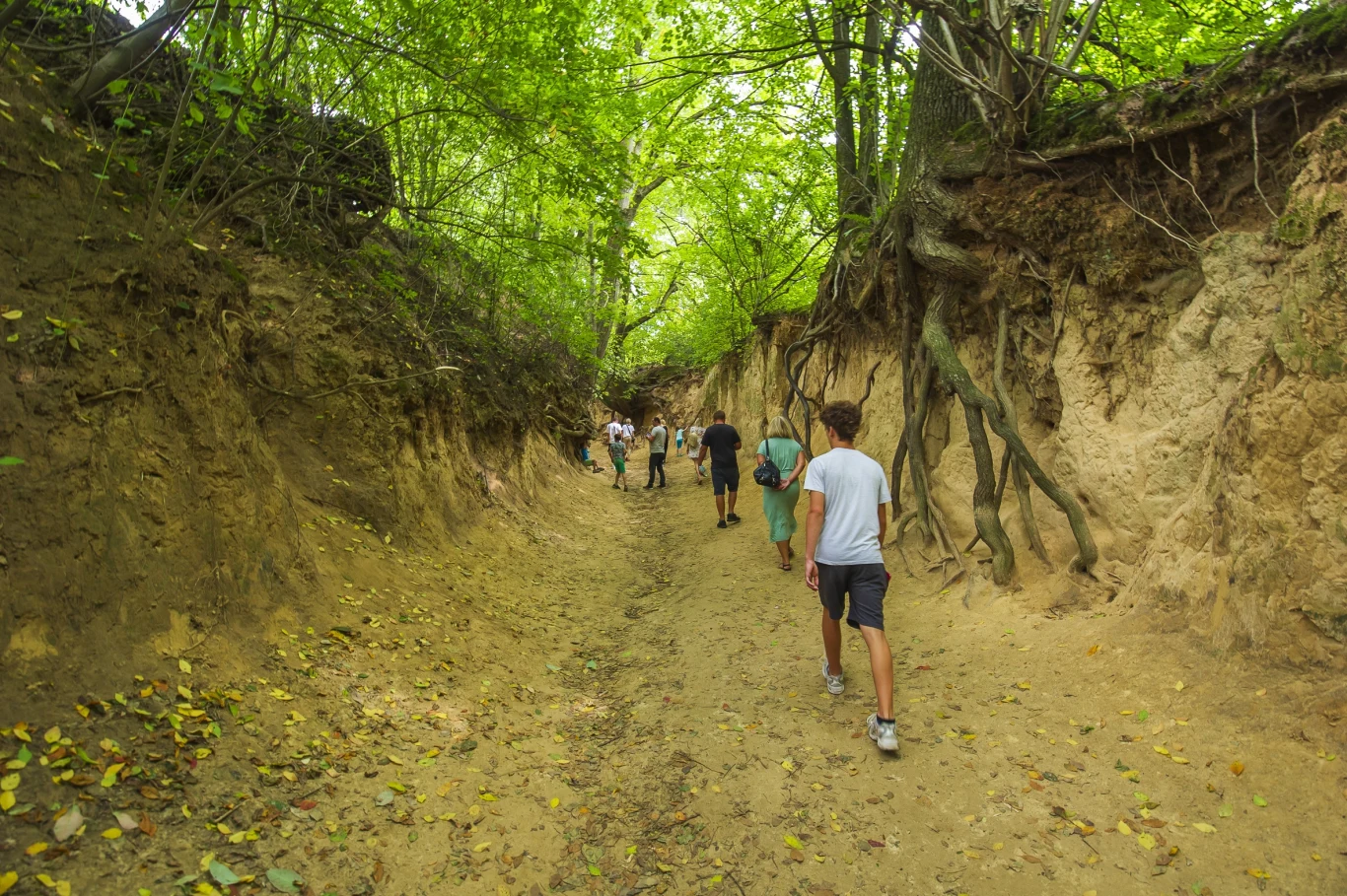 Kazimierz Dolny słynie również z wąwozów lessowych. Za najpiękniejszy uważany jest Wąwóz Korzeniowy Dół.