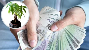 Postaw tę roślinę na parapecie. Być może wkrótce będziesz tarzać się w pieniądzach
