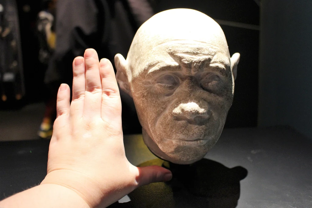 Gipsowa rekonstrukcja głowy człowieka neandertalskiego ustawiona na ciemnej powierzchni, obok znajduje się dłoń przykładająca się w celu porównania rozmiaru.