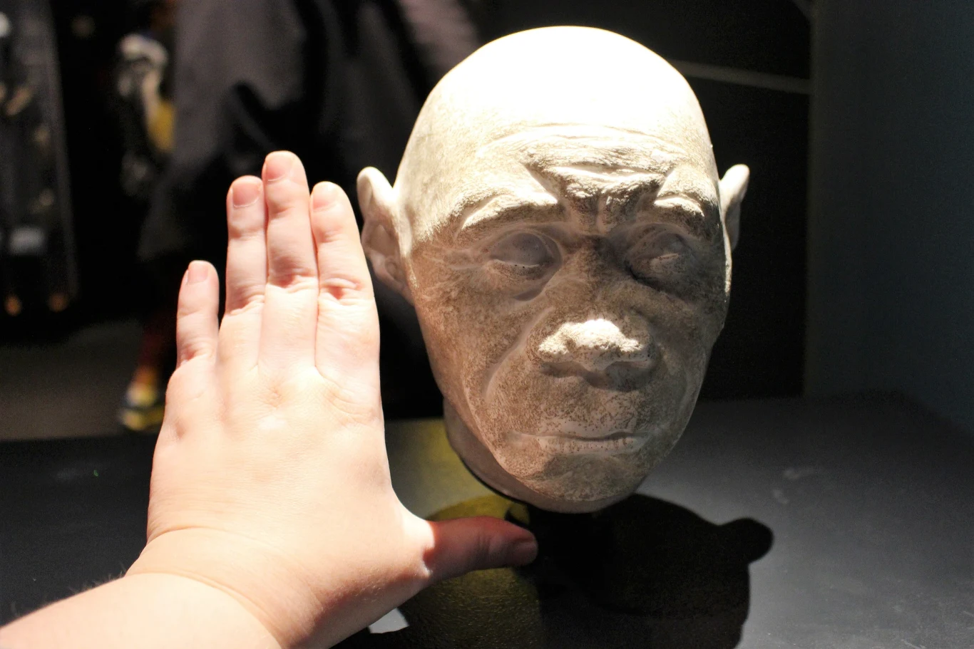 Gipsowa rekonstrukcja głowy człowieka neandertalskiego ustawiona na ciemnej powierzchni, obok znajduje się dłoń przykładająca się w celu porównania rozmiaru.