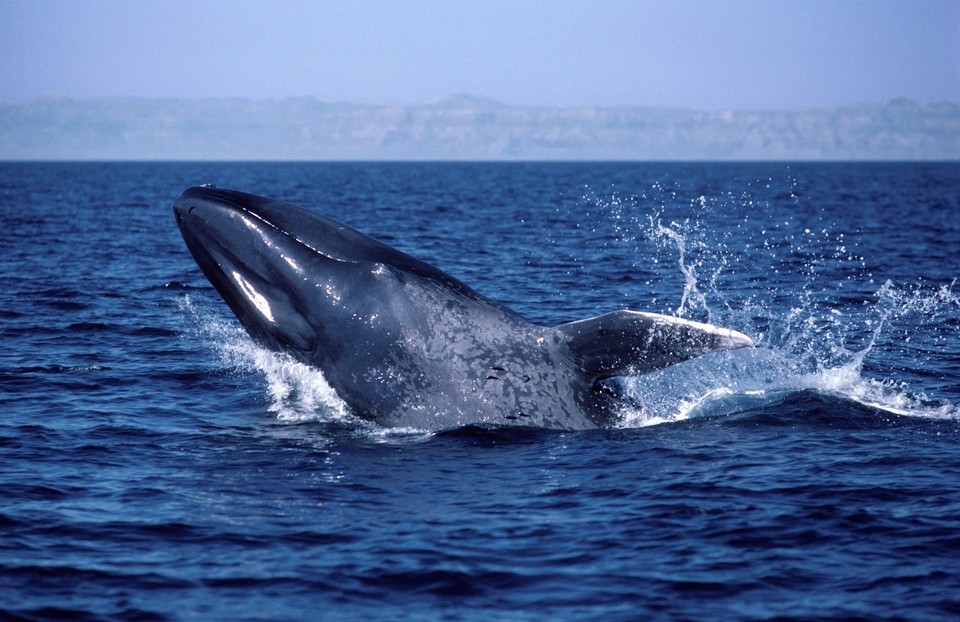 Płetwale błękitne porozumiewają się głównie dźwiękami Wieloryb wynurzający się z wody, rozpryskująca się dookoła woda, spokojna tafla oceanu oraz rozmyte wybrzeże w tle.