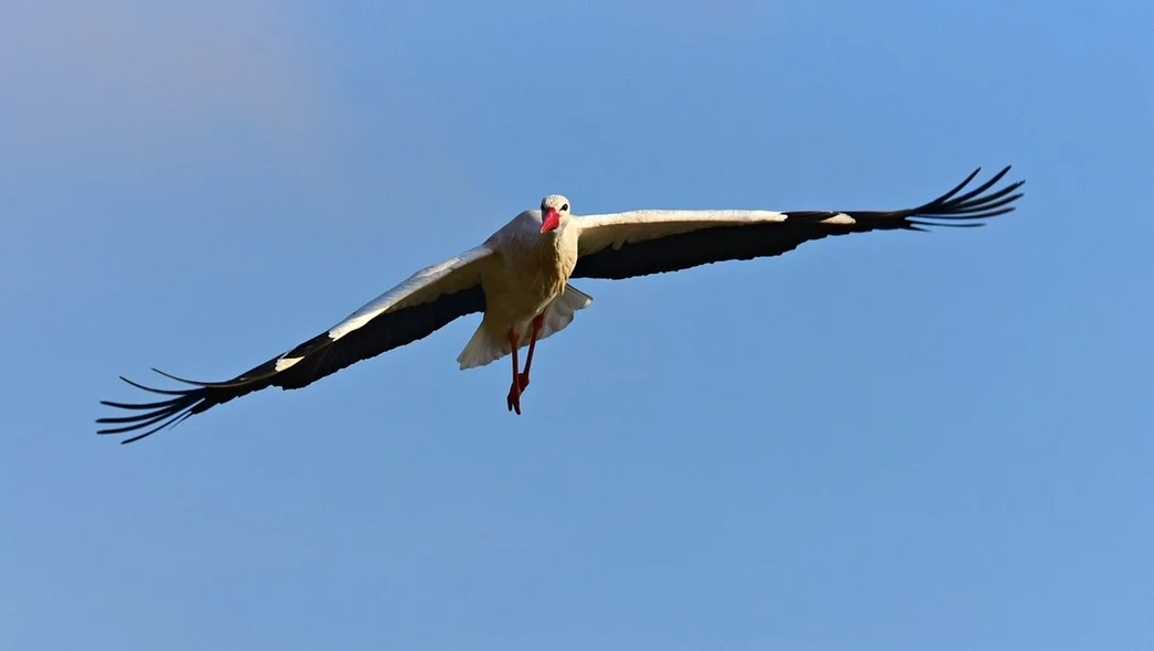 Bocian z rozpostartymi skrzydłami leci na tle czystego, niebieskiego nieba.