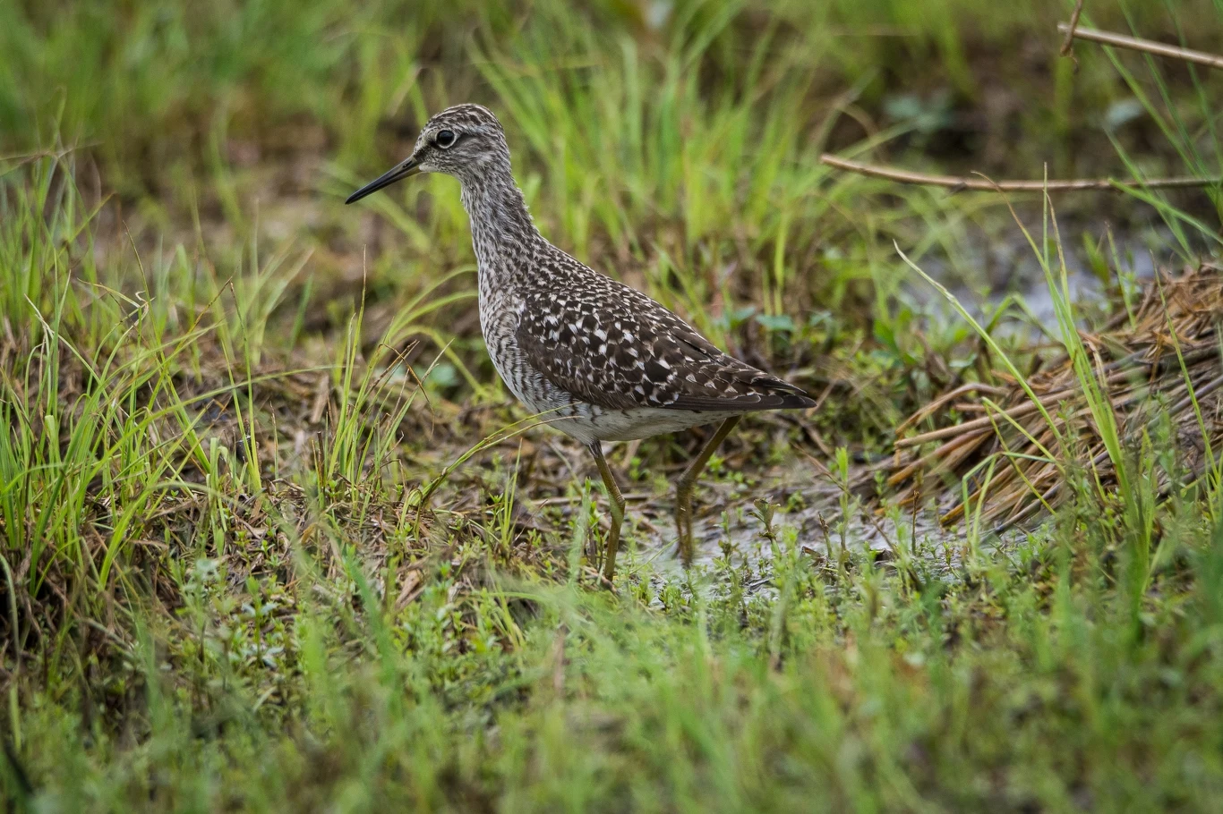 Brodziec stojący na podmokłej łące otoczony zieloną trawą i niską roślinnością.