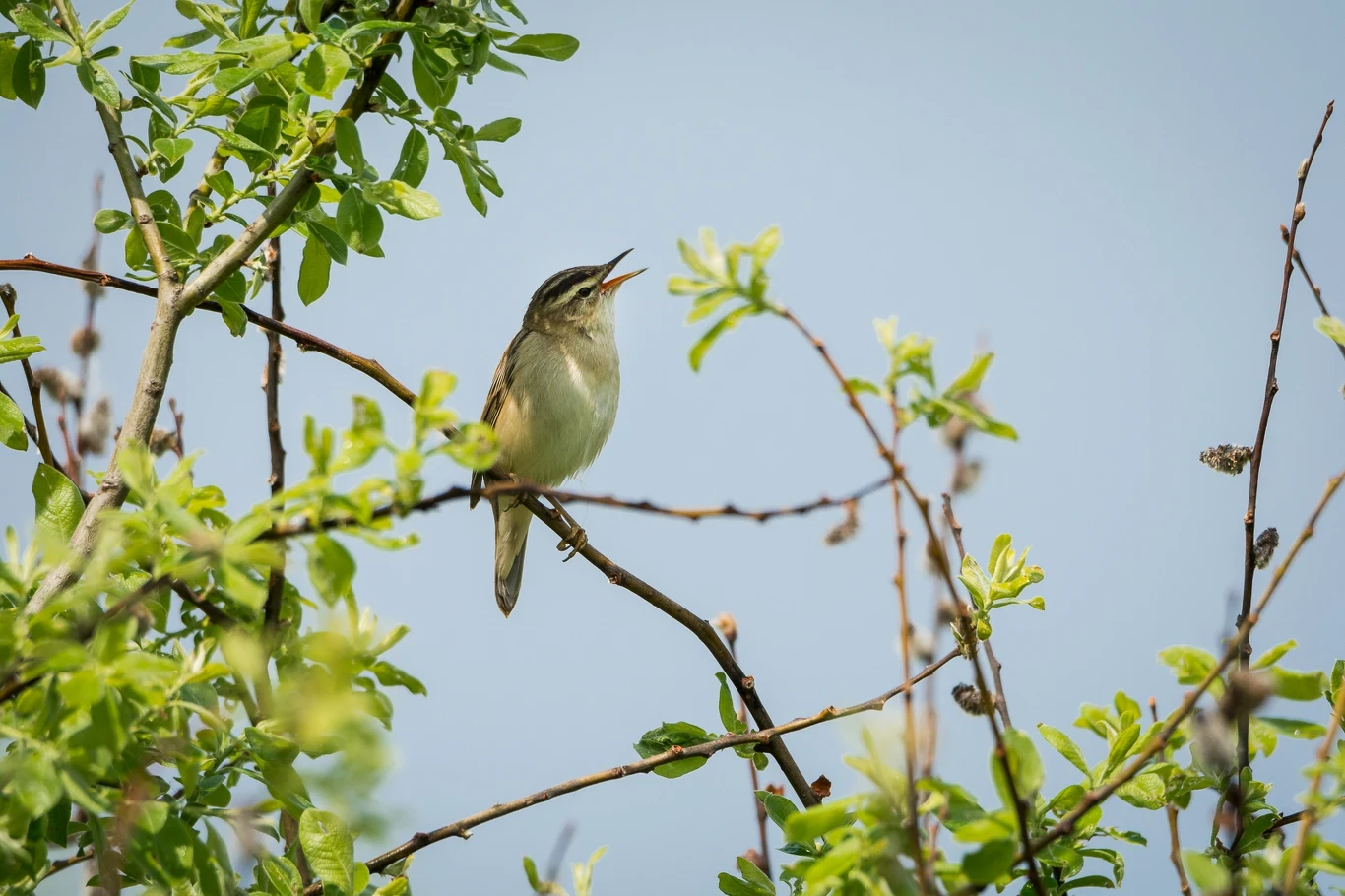 Mały ptak z otwartym dziobem siedzi na gałęzi wśród zielonych liści, w tle błękitne niebo zapowiadace pogodny dzień.