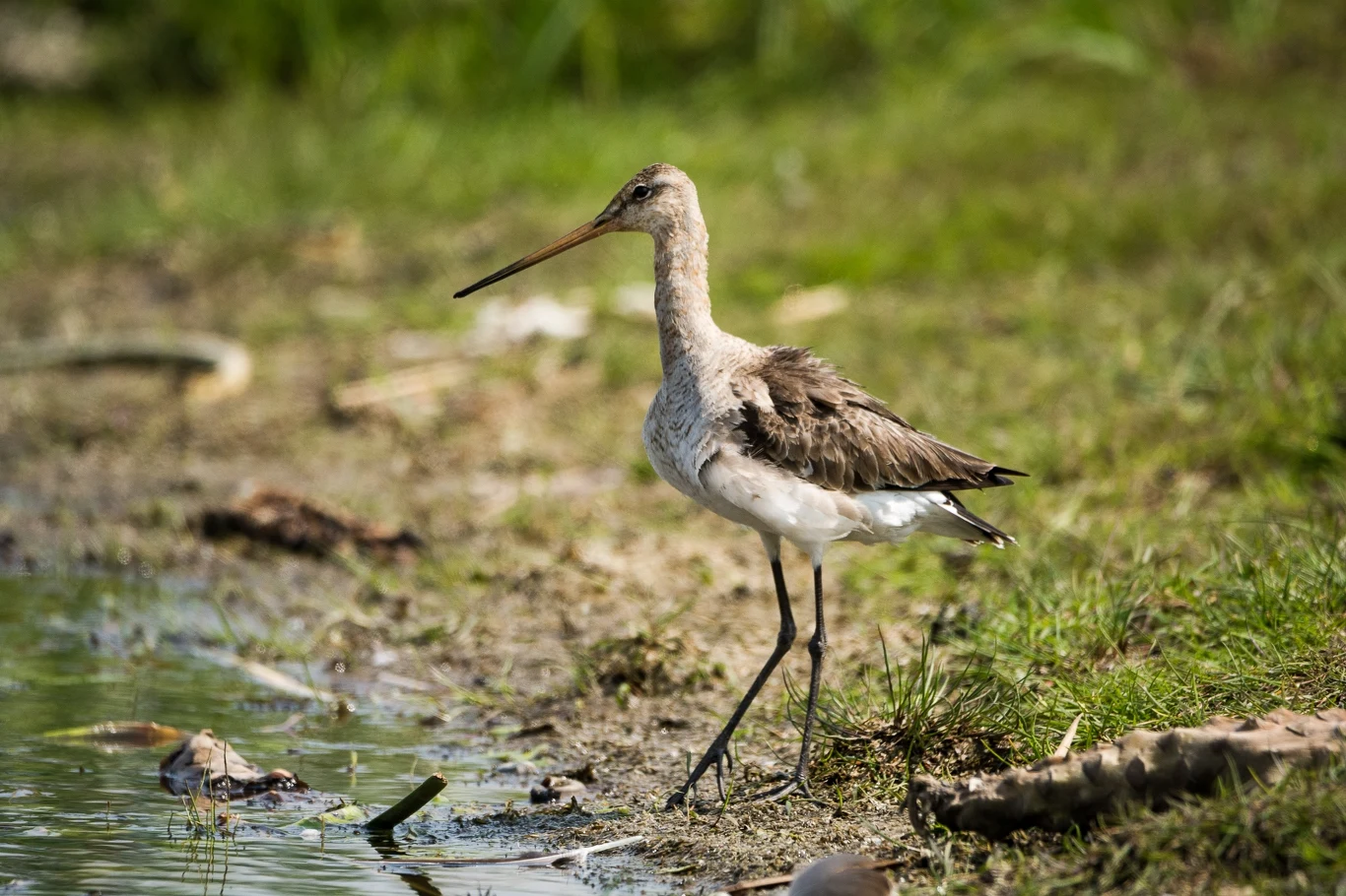 Brończak czarnonogi stoi nad brzegiem płytkiego zbiornika wodnego, otoczony zieloną trawą i naturalnymi elementami środowiska.