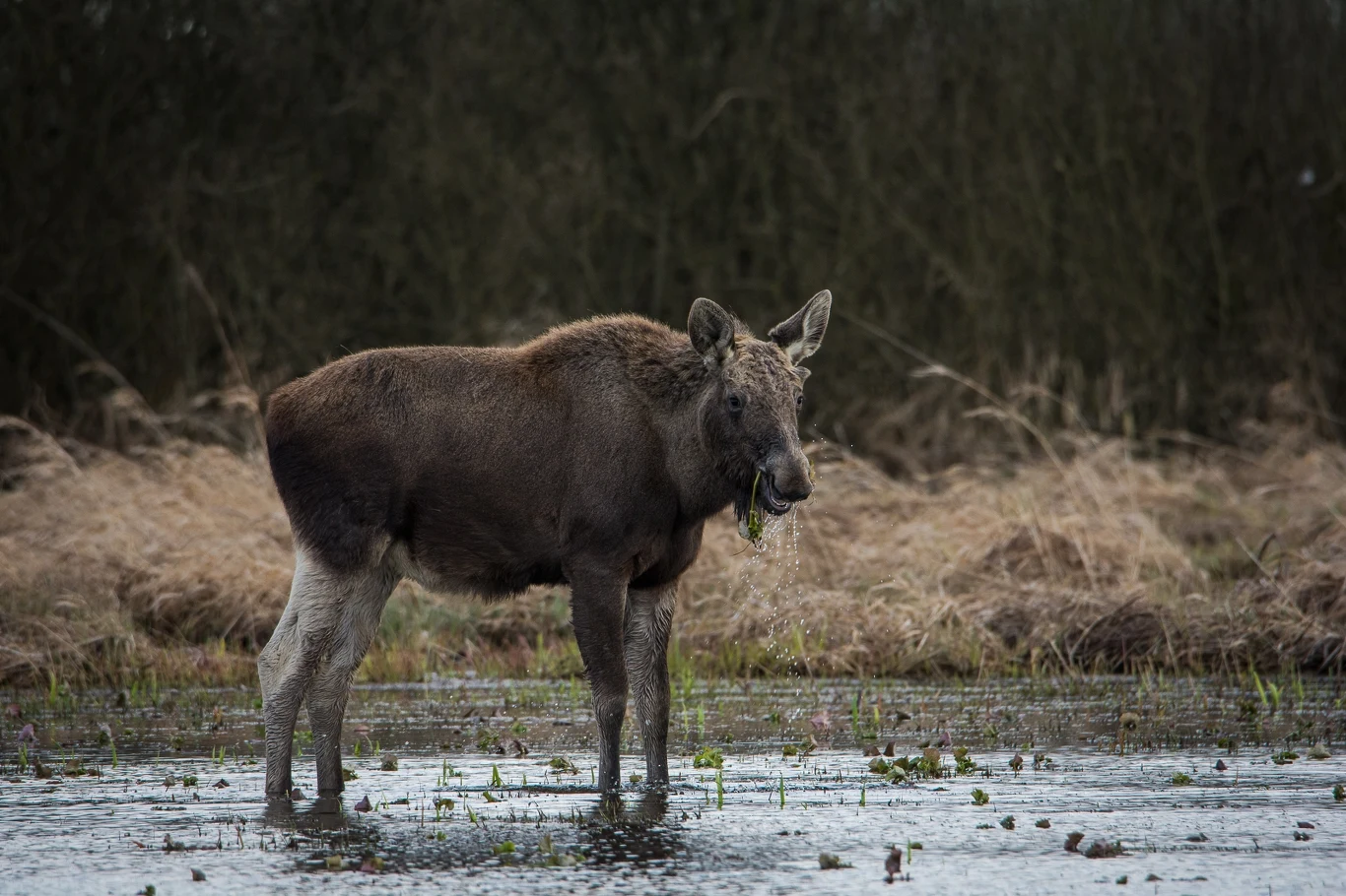Łoś brodzący w płytkiej wodzie, otoczony naturalnym środowiskiem z suchą trawą i ciemnym, zalesionym tłem, w pysku trzyma zielone rośliny wodne.
