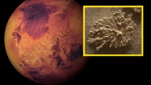 Dowód istnienia wody na Marsie. Curiosity znalazł kamienny koralowiec