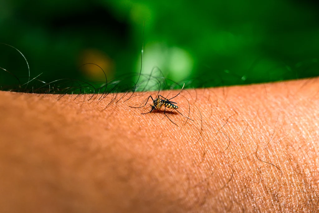 Chiny walczą z wirusem chikungunya. Przenoszą go komary