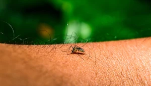 Chiny walczą z kolejnym wirusem. Używają dronów i chemikaliów 