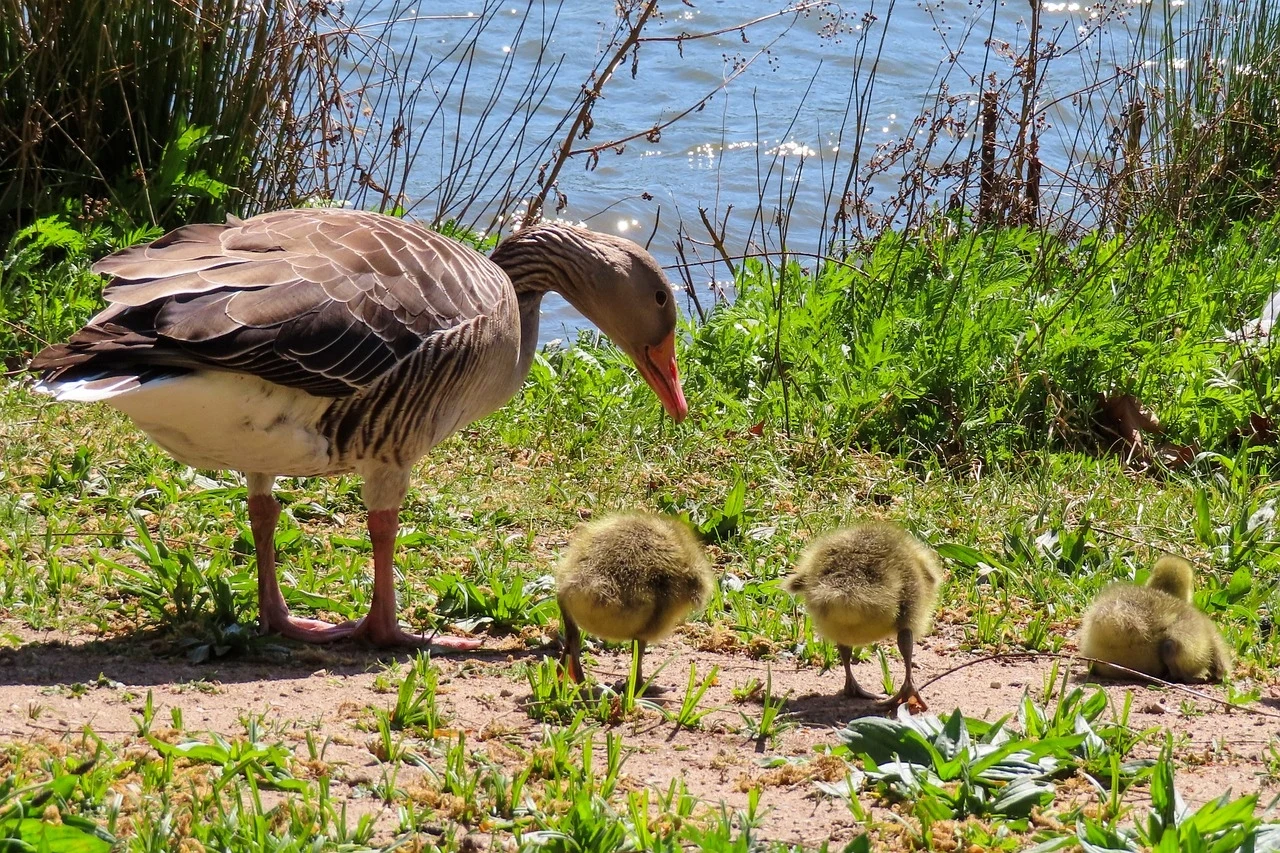 Gęś opiekująca się trzema pisklętami na zielonej trawie przy brzegu wody, w tle roślinność oraz widoczna tafla jeziora.