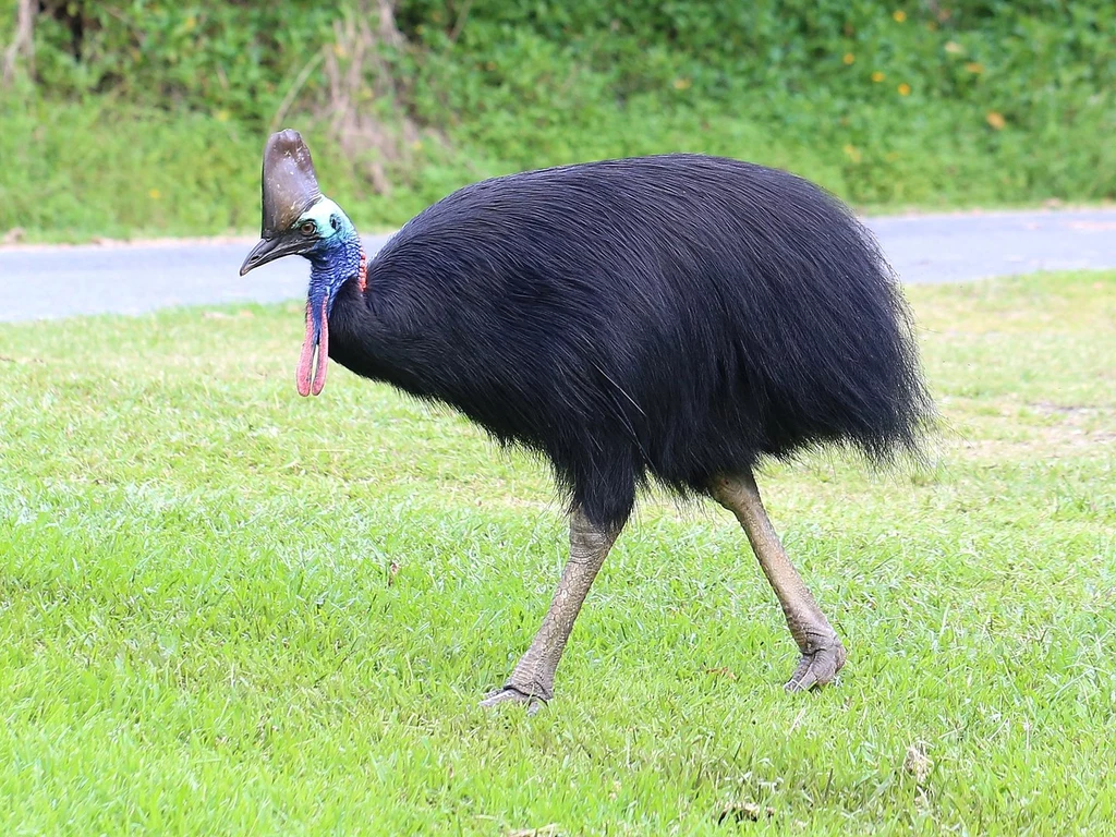 Kazuar hełmiasty to zwierzę, które w północno-wschodniej Australii częto porusza się przy drogach. Zderzenie z nim jest bolesne także dla kierowcy, gdyż ten ptak może osiągać nawet 190 centymetrów wzrostu i 87 kilogramów wagi Kazuar z charakterystycznym kaskiem na głowie przechadzający się po zielonej trawie, w tle widoczna zieleń i droga