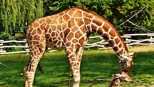 Ogromna radość w polskim zoo. Taka sytuacja zdarza się rzadko