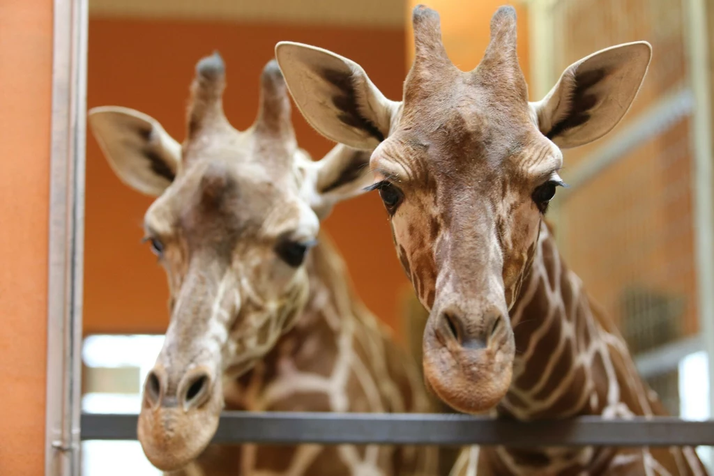 Żyrafy siatkowane z zoo w Chorzowie Dwie żyrafy stoją blisko siebie przy barierce, patrzące prosto w obiektyw, w tle jasne pomarańczowe i beżowe ściany.