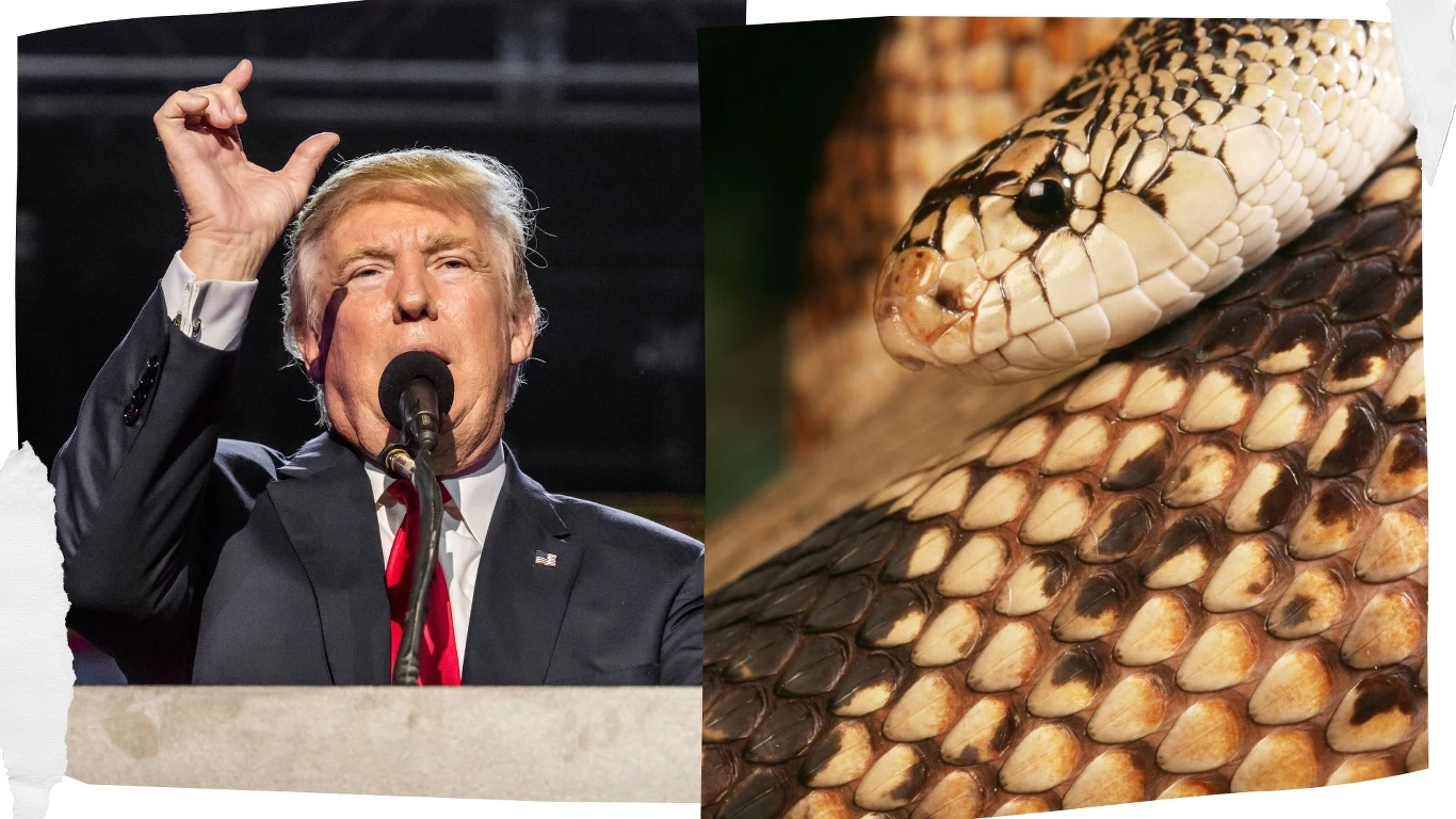 Donald Trump i jego administracja mają odpowiedzieć sądownie za brak ochrony dla zaskrońca igliwiowego Po lewej stronie osoba przemawiająca przy mikrofonie w garniturze i krawacie, po prawej zbliżenie głowy oraz łusek dużego węża o wyrazistym wzorze.