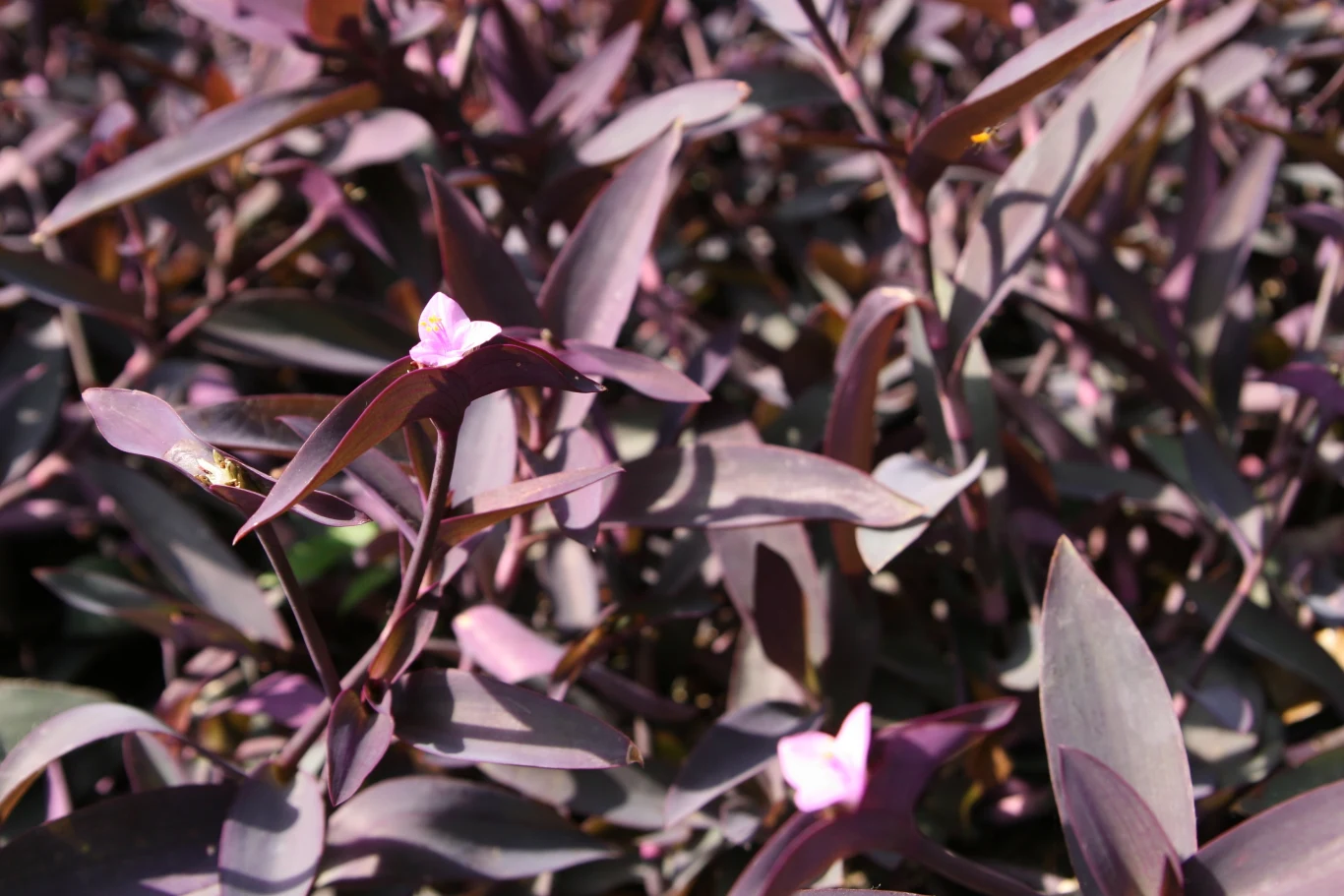 Trzykrotka purpurowa kwitnie obficie na przełomie wiosny i lata. Trzykrotka purpurowa kwitnie obficie na przełomie wiosny i lata.