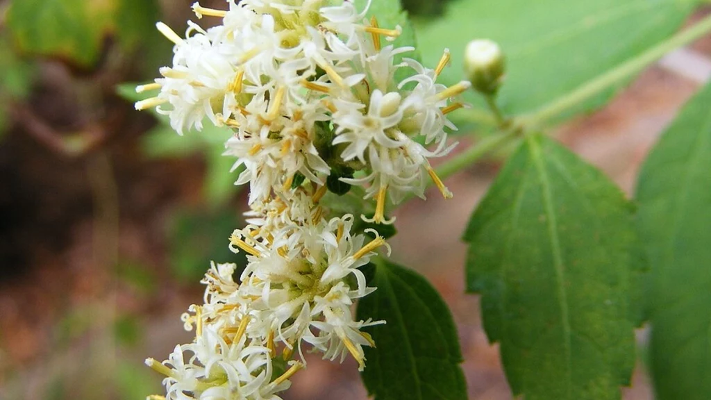Czy Calea ternifolia pozwala wejść na wyższy poziom śnienia? Czy Calea ternifolia pozwala wejść na wyższy poziom śnienia?