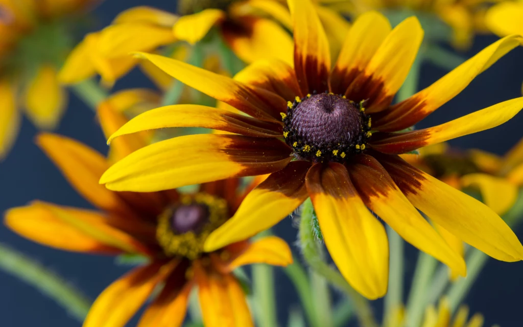Rudbekie