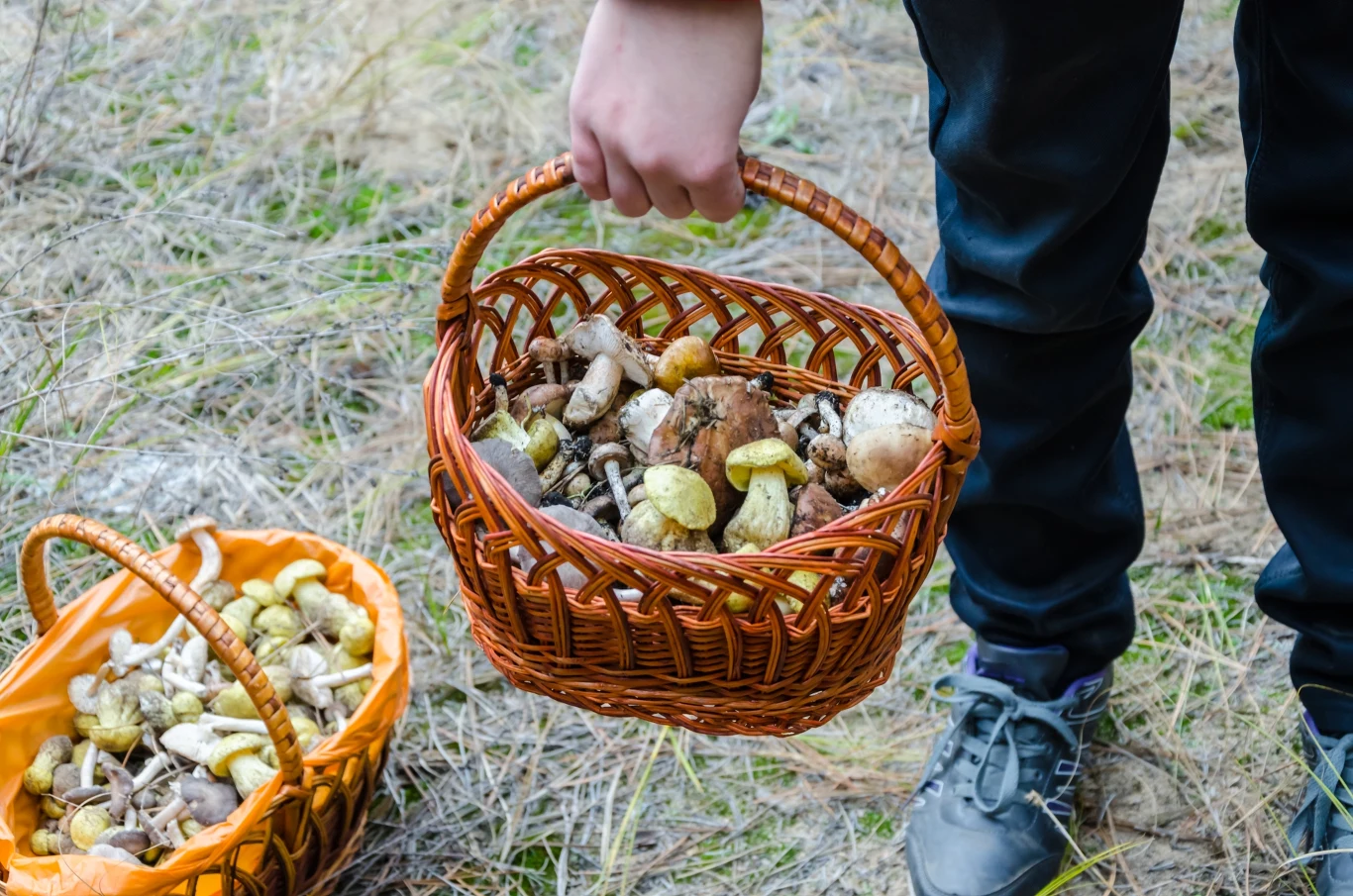 Gdzie jest najwięcej grzybów na Dolnym Śląsku? W tych lasach trwa prawdziwy wysyp.