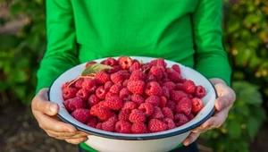 W sierpniu podlej nim maliny. Będą słodkie i dorodne jak nigdy 
