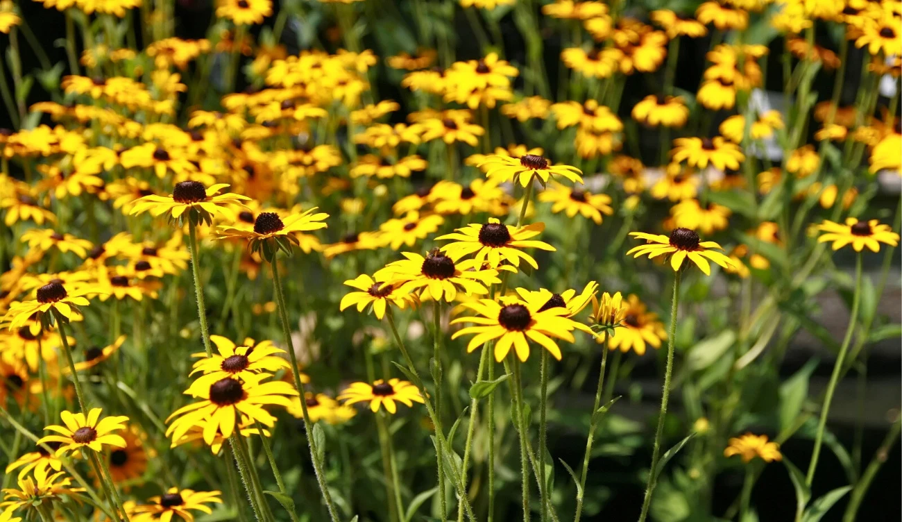 Rudbekia sieczna prezentuje się pięknie w Bieszczadach 