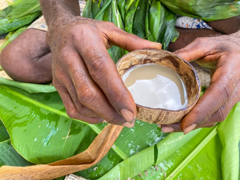 Piper methysticum, czyli kava kava spożywana przez rdzennych z Vanuatu Ręce trzymające naczynie wykonane z łupiny kokosa, wypełnione białym płynem, na tle dużych, zielonych liści bananowca.