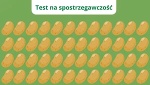 Spostrzegawcze wyzwanie. Widzisz bulwę inną niż wszystkie?