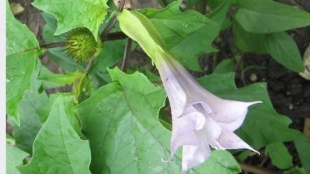 Bieluń to roślina warta naszej uwagi. Jakie kryje w sobie właściwości?