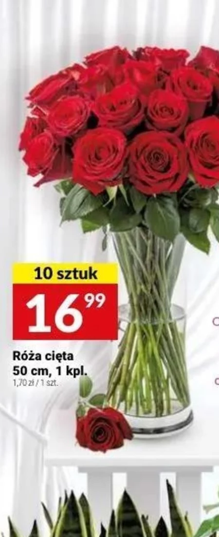 Róża